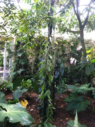 The vanilla vine at Fairchild Tropical Botanic Garden, "a big climbing orchid."