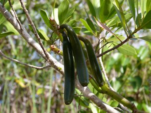 Vanilla beans hang from the vine.