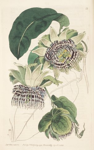 Passiflora laurifolia L.