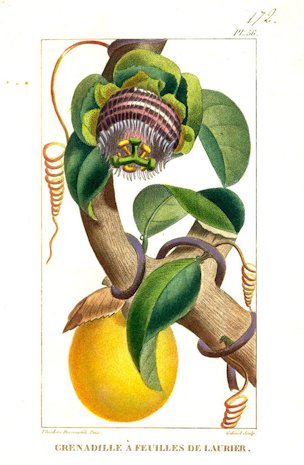 Passiflora laurifolia L.