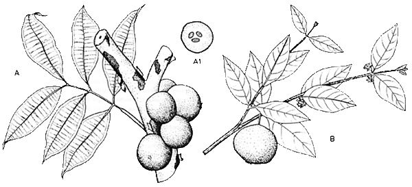 Figure 26. A) Jaboticaba (Myrciaria spp.); A1 ) cross section of the fruit; B) arazá (Eugenia stipitata)