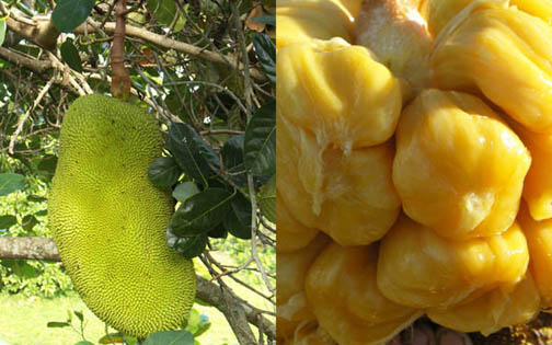 Jackfruit and prepared fruit
