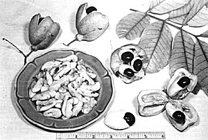 The akee from Africa is a favorite in Jamaica