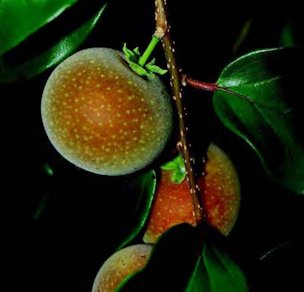 Mature fruit