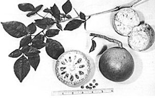 Fig. 47: A hard-shelled bael fruit (Aegle marmelos), of the type valued more for medicinal purposes than for eating.