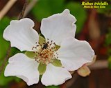 Southern dewberry, Rubus trivialis