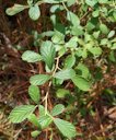 Sand Blackberry Rubus cuneifolius, Sorrento, FL, USA