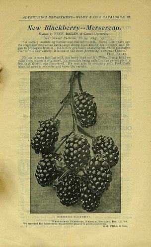 New blackberry Mersereau, H. S. Wiley & Son