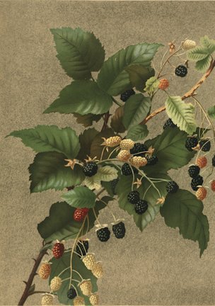 Blackberries and magnolia grandiflora