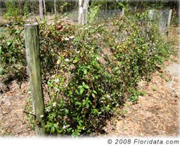 Steve grows his blackberries against a 4 ft tall wire fence that permits easy and pain free harvest
