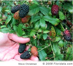 Selected varieties, like these 'Oklawaha' blackberries produce heavier crops of larger, more uniform fruit compared to wild plants.