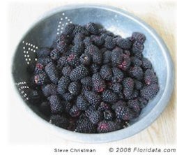 A bowl of beautiful blackberries poses for pictures just prior to becoming pie.