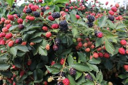 Blackberries are grown as a commercial crop in North Carolina