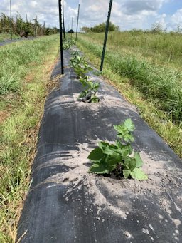 Blackberry cultivar trials are underway at the GCREC in Wimauma, Florida