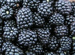 Primocane-fruiting blackberry plant, Prime-Ark® Traveler