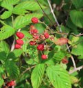 Common dewberry, Rubus flagellaris, Kemah, TX, USA