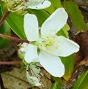 Swamp Dewberry, Rubus hispidus, Deerton, MI, USA
