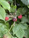Allegheny Blackberry Rubus allegheniensis, The Webster Arboretum, Webster, NY, US