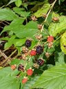 Smooth Blackberry Rubus canadensis, Swift Current, Newfoundland, Canada