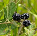 Sand Blackberry Rubus cuneifolius, Sarasota County, FL, USA