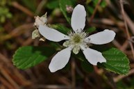 Sand Blackberry Rubus cuneifolius, Liberty County, FL, USA