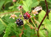 Common dewberry, Rubus flagellaris, QEII hunt, Kawartha Lakes, ON, Canada