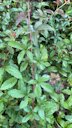 Southern dewberry, R. trivialis, Little Rock, Arkansas, US