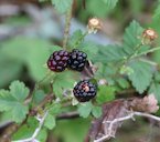 Southern dewberry, R. trivialis, Georgetown, TX, USA