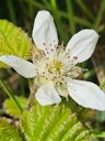 Trailing Blackberry Rubus ursinus, Inverness, CA 94937, USA