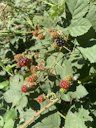Trailing Blackberry Rubus ursinus, Eaton Canyon Trail, Pasadena, CA, US