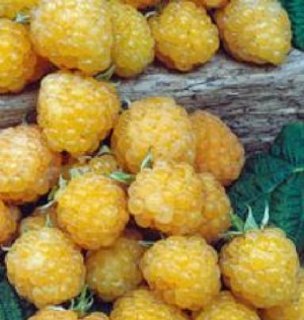 Ripe blackberries can be yellow or red but usually they are black