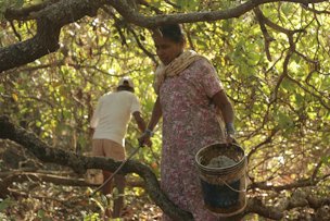 Collecting the cashew apples