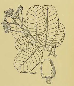 FIG. 22. Foliage, flowers, and fruit of the cashew (Anacardium occidentale)