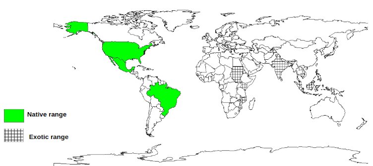 Cashew Documented Species Distribution