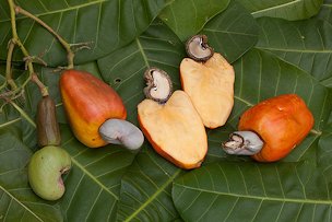 The edible cashew “apple” an aril is the largest part of the fruit