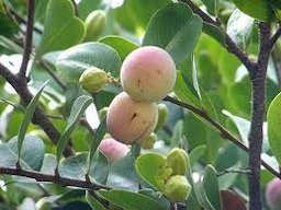 White cocoplums can be pure white or have a pink blush