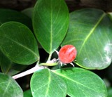 Red coco plum, note round/oval leaves