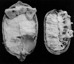 Seedless (left) and seeded (right) fruit of cupuassu.