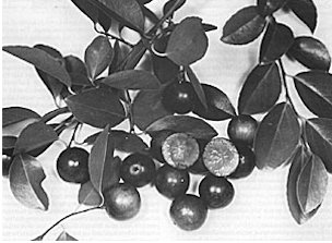 The ramontchi, or governor's plum (F. ramontchi), closely resembles the paniala.