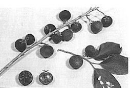 Fig. 84: Ripe fruits of the ketembilla are furry-skinned, extremely acid and slightly bitter.