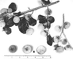 Fig. 86: The Abyssinian gooseberry (Dovyalis abyssinica)