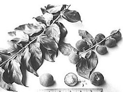 Fig. 87: An apparent chance cross between the ketembilla and the Abyssinian gooseberry, known only as "Dovyalis hybrid"