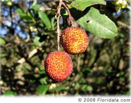 Some think the attractive (and edible but not very tasty) fruits of Arbutus unedo look like strawberries but I don't see the resemblance. Do you?