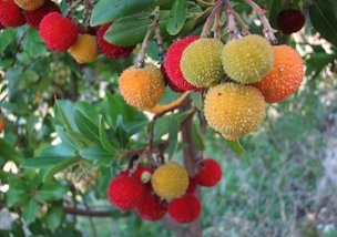 Strawberry Tree Koumaria