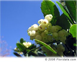 Strawberry tree's urn-shaped flowers resemble those of another member of the Ericaceae family, the blueberry (Vaccinium ashei).