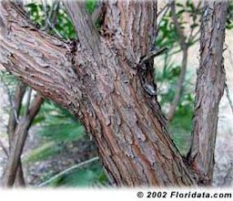 The handsome reddish-brown bark covering the strawberry tree's gnarled branches makes for a rugged, masculine appearance.