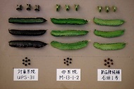 Winged Bean ‘urizun’. Ishigaki City In Okinawa Prefecture