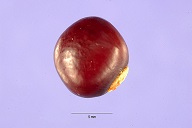 Psophocarpus tetragonolobus (L.) DC. - winged bean
