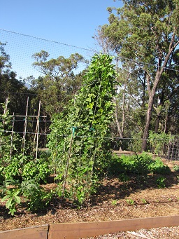 Psophocarpus tetragonolobus (Wing bean), Habit in vegetable garden, Hawea Pl Olinda, Maui, Hawai'i