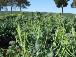 Broccoli growing in a field